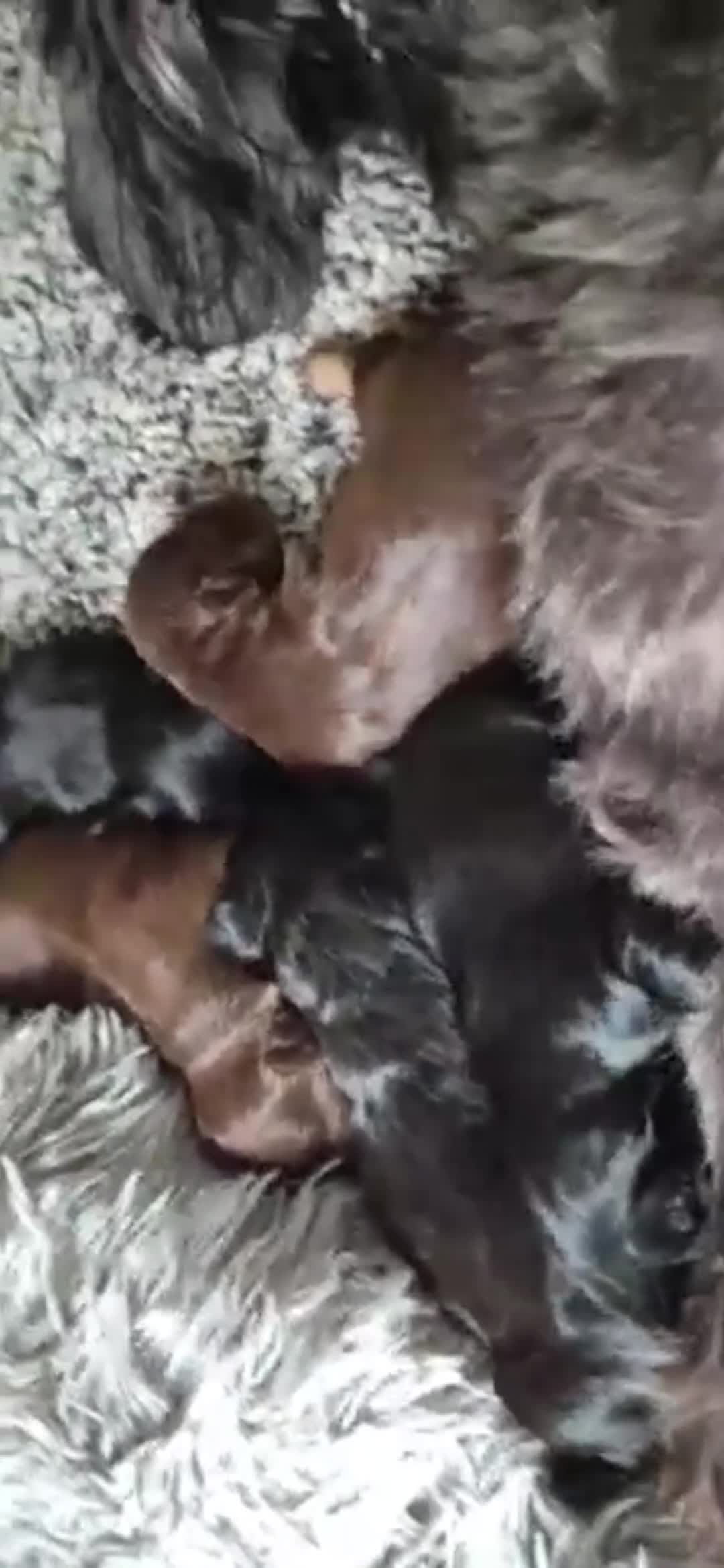 Shih Tzu dogs for sale: Beautiful Shih-tzu litter in Bellshill - Video 1