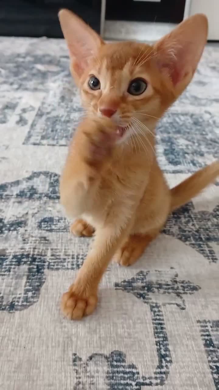 Abyssinian cats for sale: Abyssinian kittens for sale - Video 1