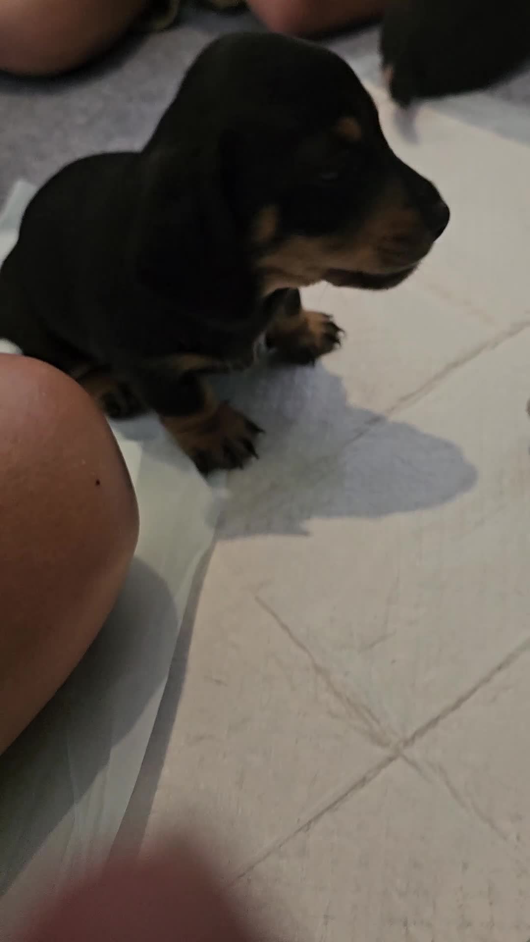 Miniature Dachshund dogs for sale: Daxie medium coat puppies dapples and black & tan  - Video 2