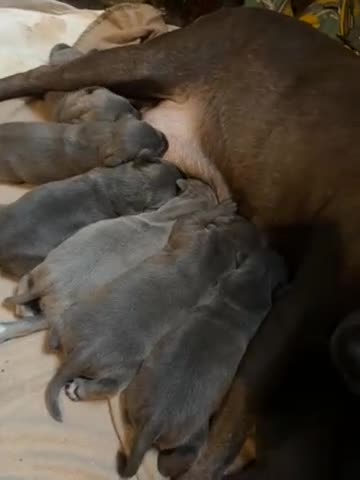 Staffordshire Bull Terrier dogs for sale: Gorgeous Staffordshire bull terrier puppies  - Video 2