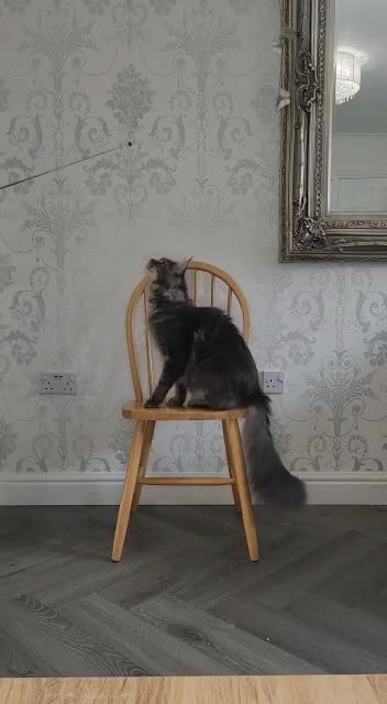 Maine Coon cats for sale: Stunning Dolly tica registered blue ticked tabby - Video 3