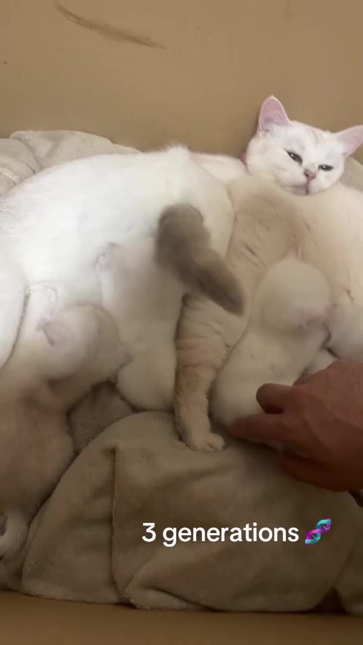 British Shorthair cats for sale: 😻 6 chunky fluffy Kittens available 😻 in Walsall - Video 2