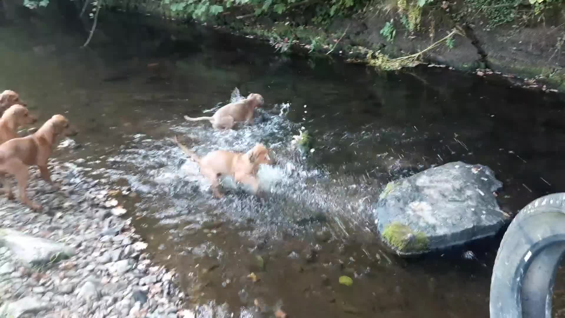 Rhodesian Ridgeback dogs for sale: 🦁RHODESIAN RIDGEBACKS PUPPIES🦁  - Video 2
