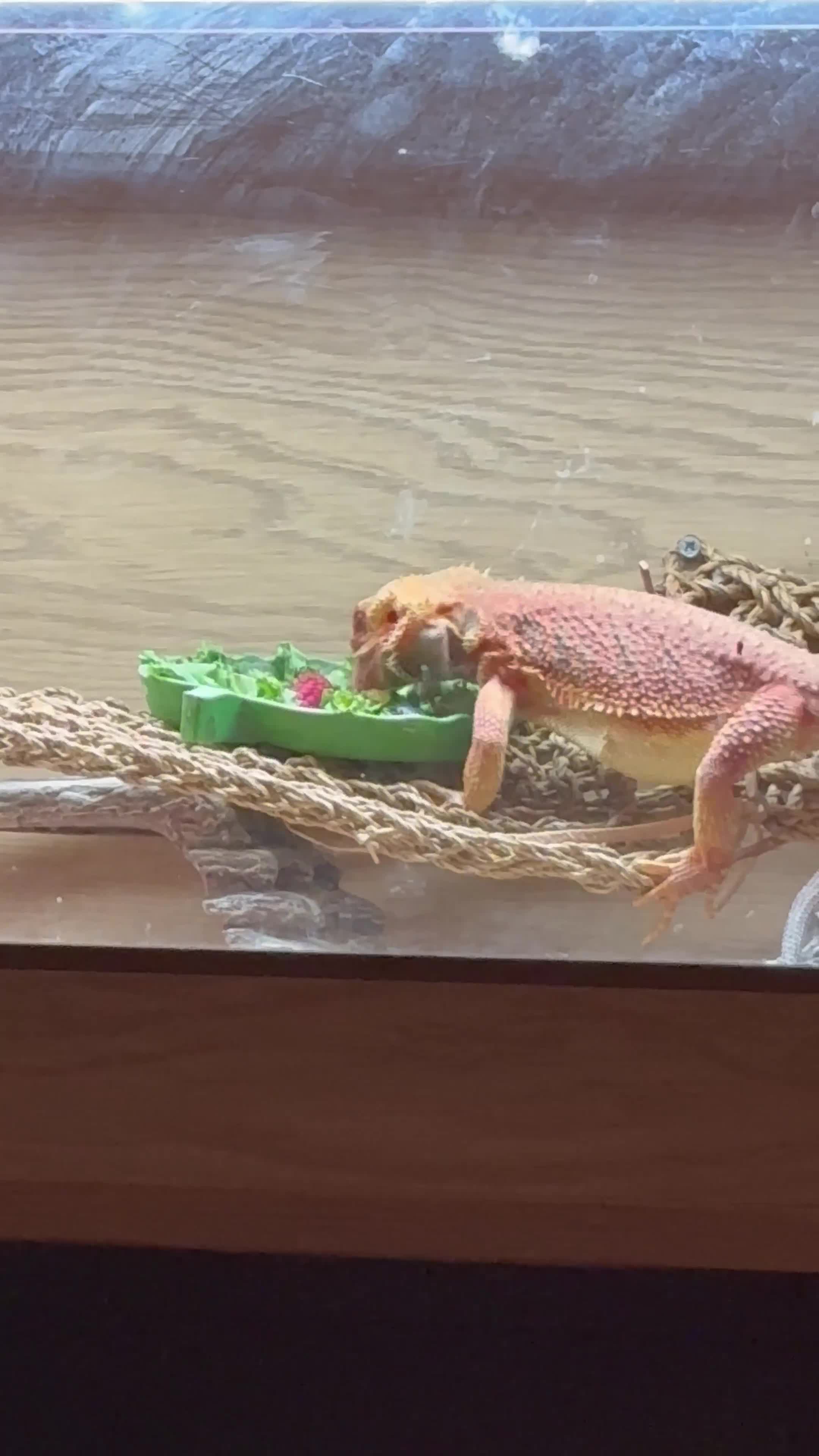 Bearded Dragon reptiles for sale: 2 bearded dragons for sale in Dereham - Video 1