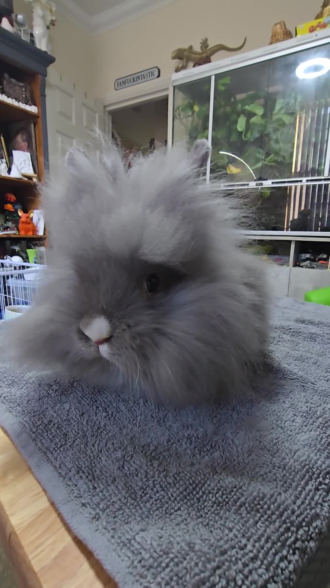 Angora rabbits for sale: Beautiful Teddy Dwergs  - Video 1