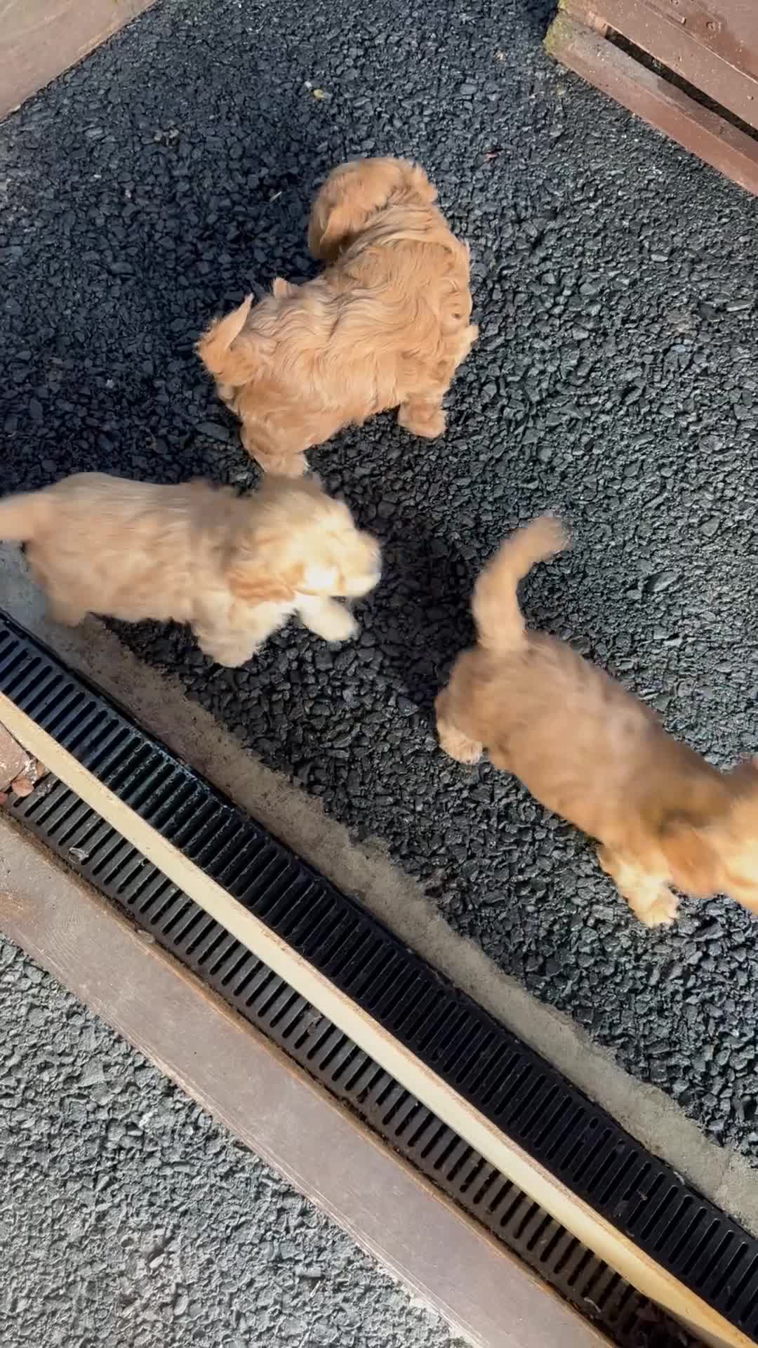 Cockapoo dogs for sale: Beautiful health tested cockapoo puppies - Video 1