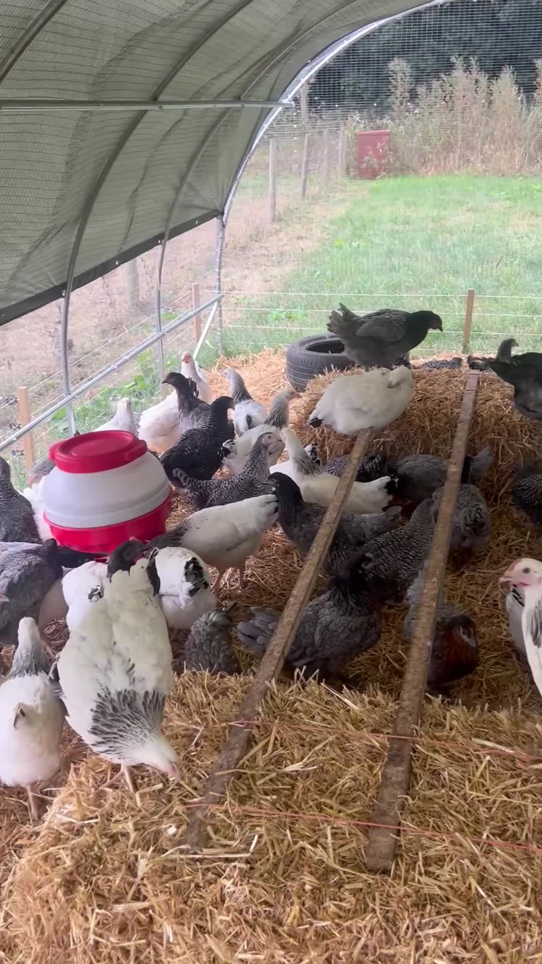 Chickens poultry for sale: Point of lay hybrid hens  - Video 2