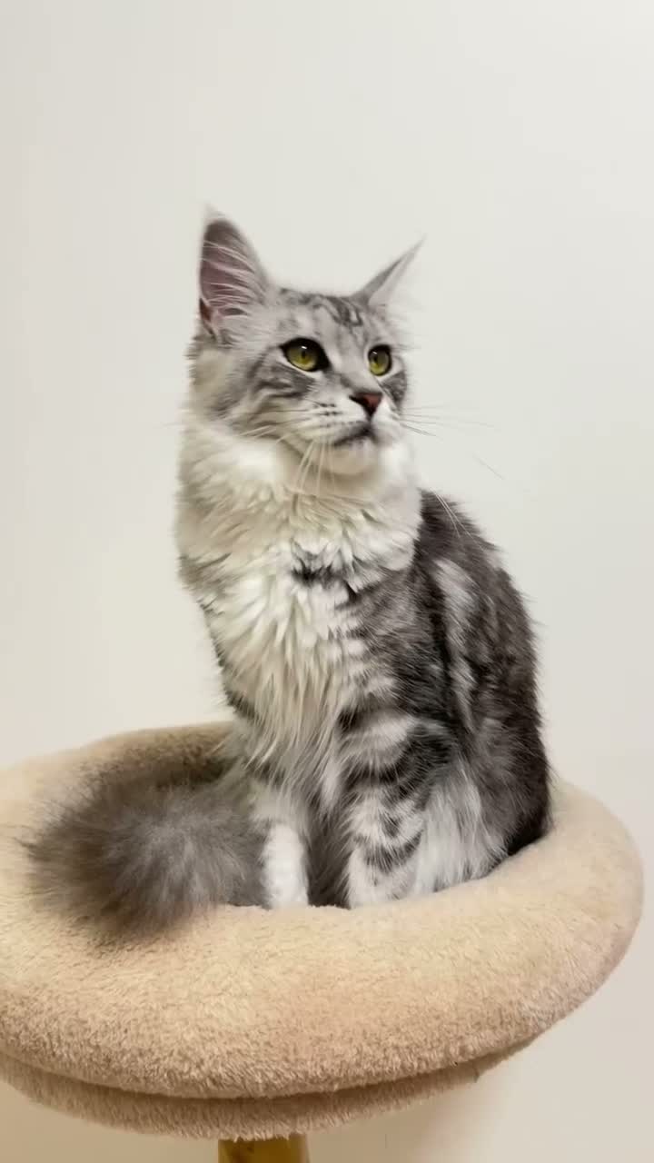 Maine Coon cats for sale: Beautiful TICA-Registered Female Maine Coons Ready - Video 1