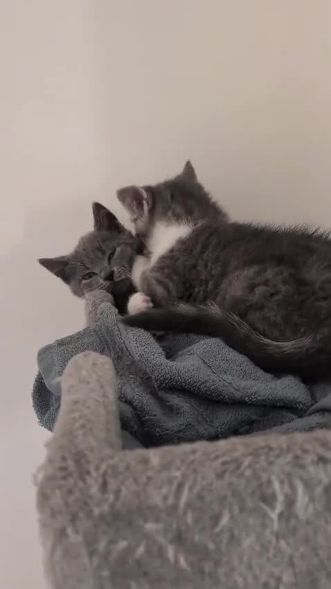 Mixed Breed cats for sale: Mixed short haired  in Ripley - Video 3