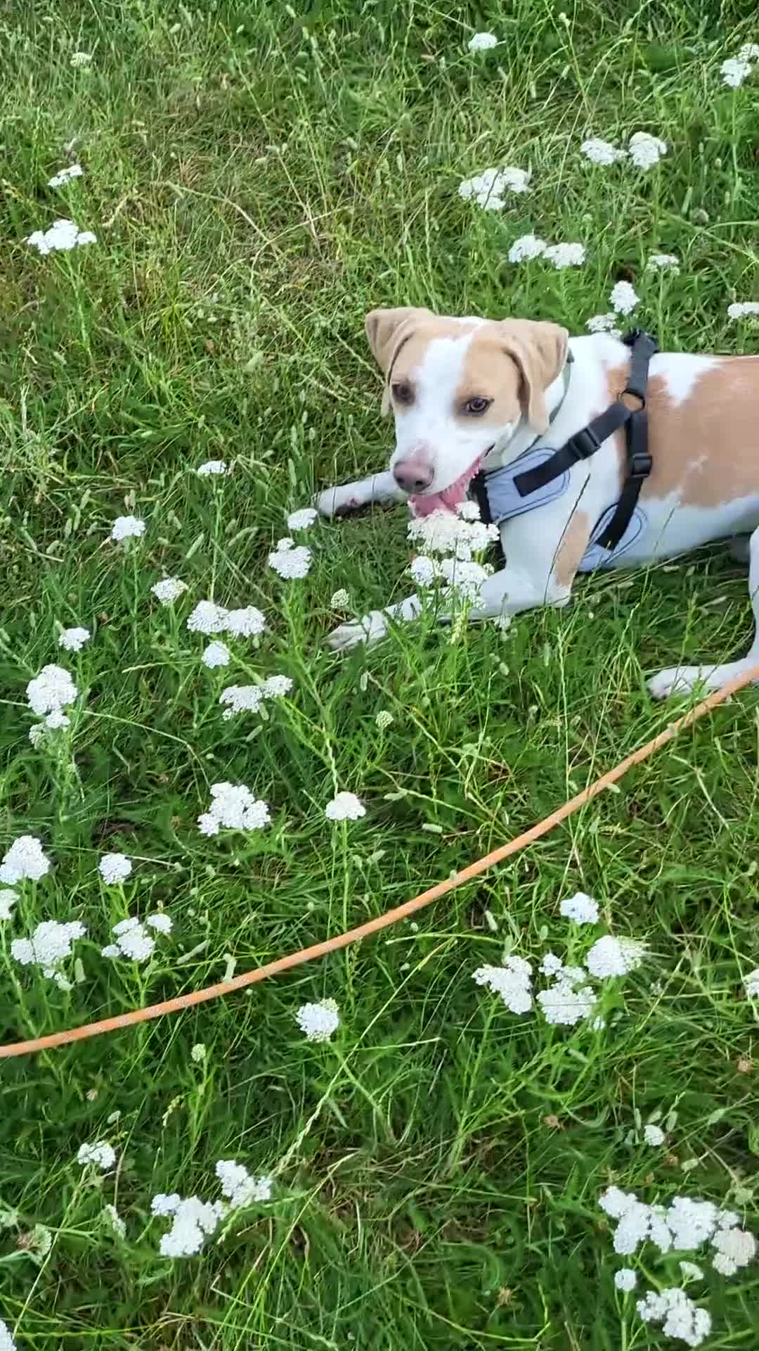 Mixed Breed dogs for sale: Milo The Lemon Cross Beagle - Video 1