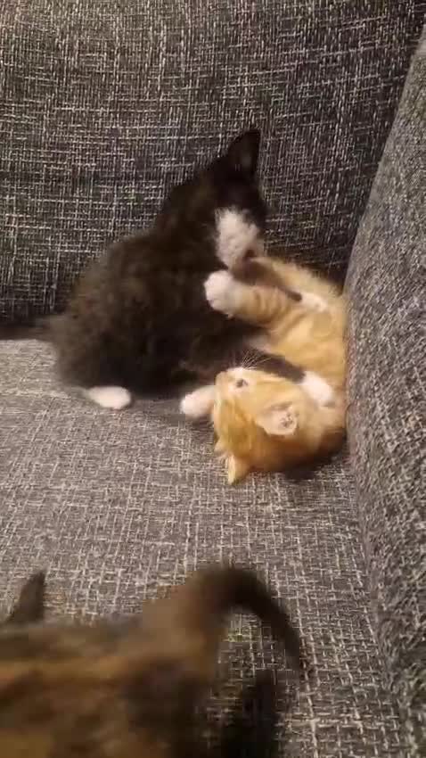 Mixed Breed cats for sale: **2 kittens left*** Beautiful litter - Video 1