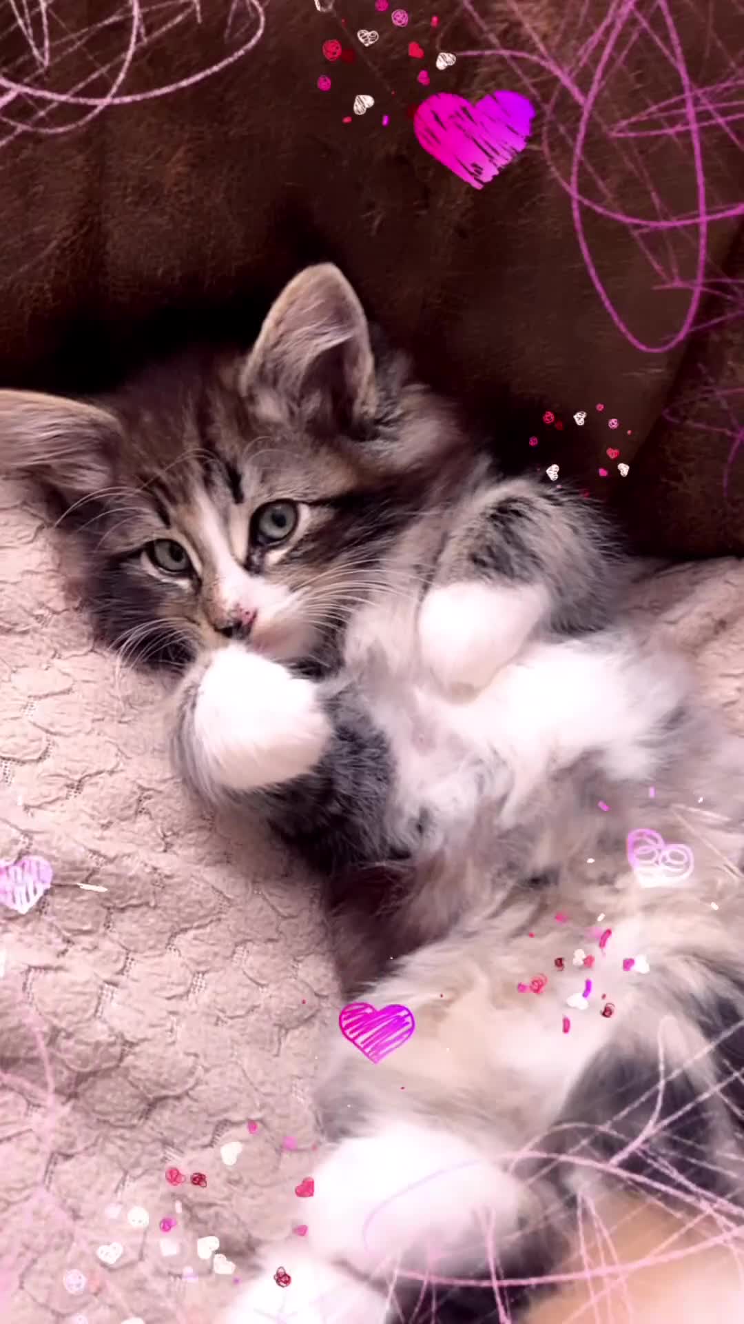 Norwegian Forest Cat cats for sale: Full FIFe pedigree Norwegian Forest Kittens  in Normanton - Video 3