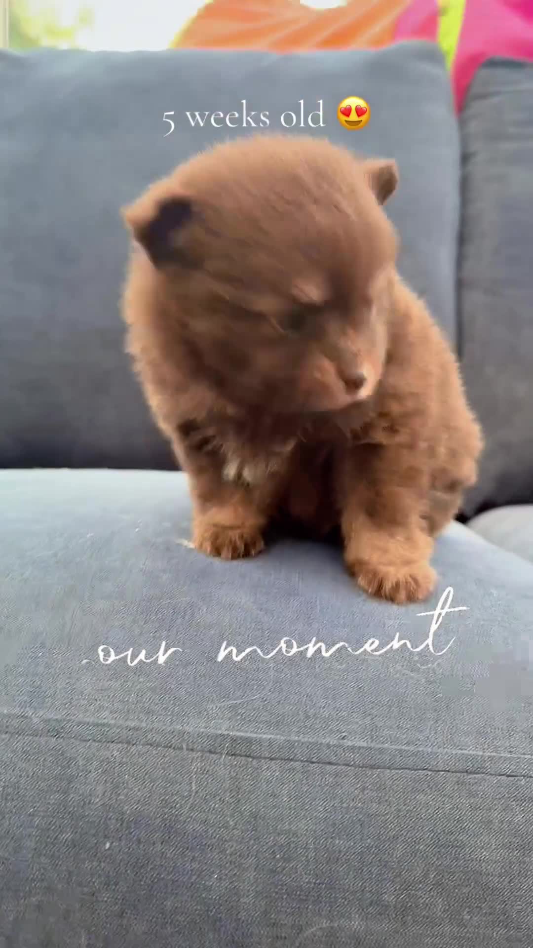 Pomchi dogs for sale: Stunning bear like miniature girl - Video 3