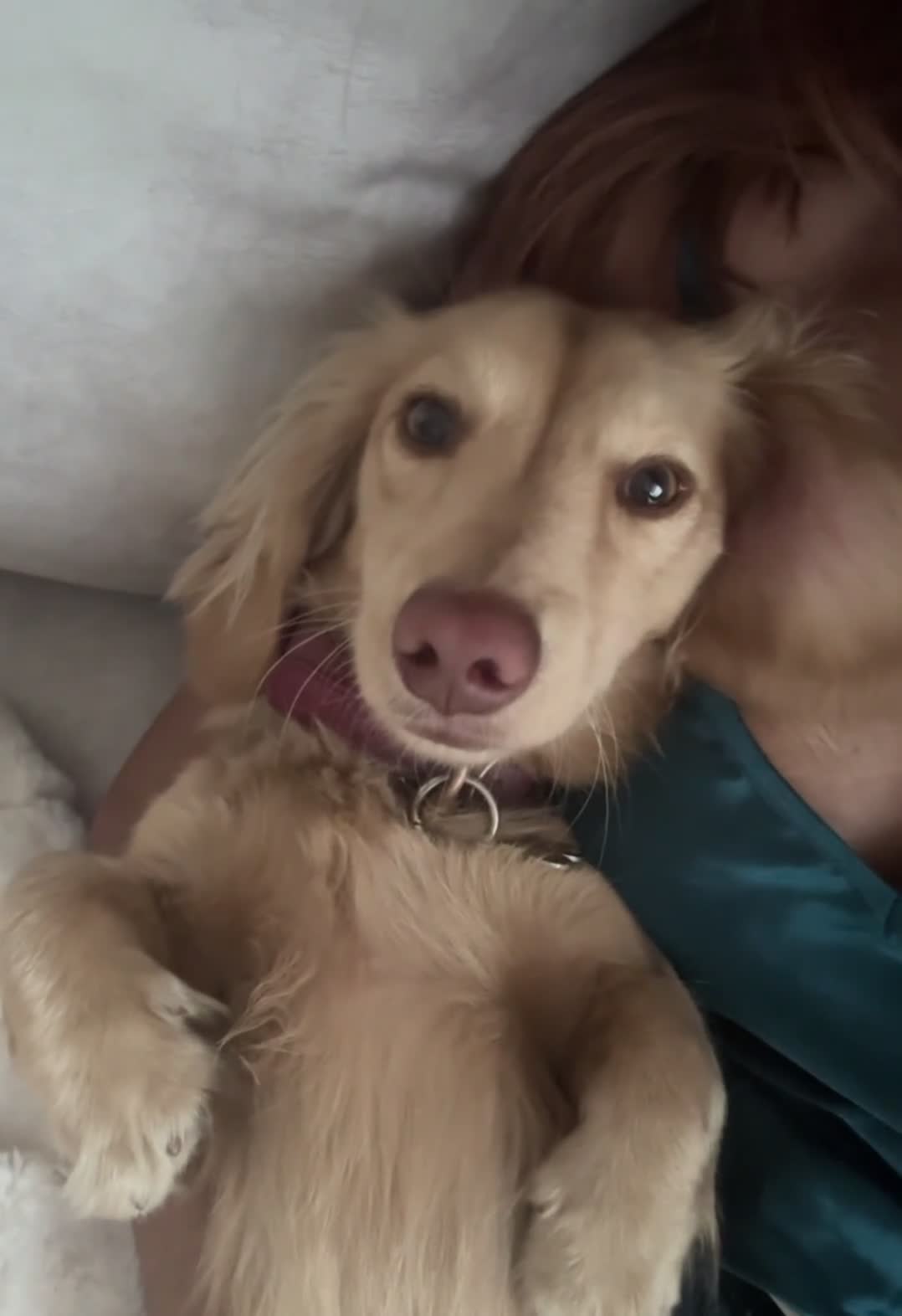 Miniature Dachshund dogs for sale: KC registered 1 year old LH CREAM BOY  - Video 1