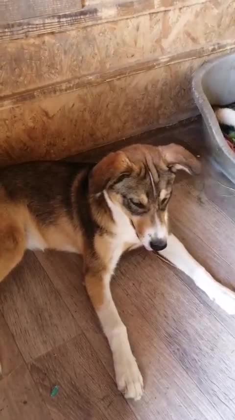 Mixed Breed dogs for adoption: 💖🐶 LISKA 🐶💖 - Video 1