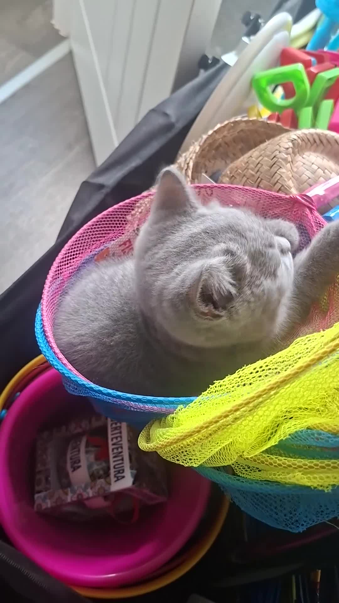 British Shorthair cats for sale: Quality Chunky BSH one boy one girl available  - Video 2