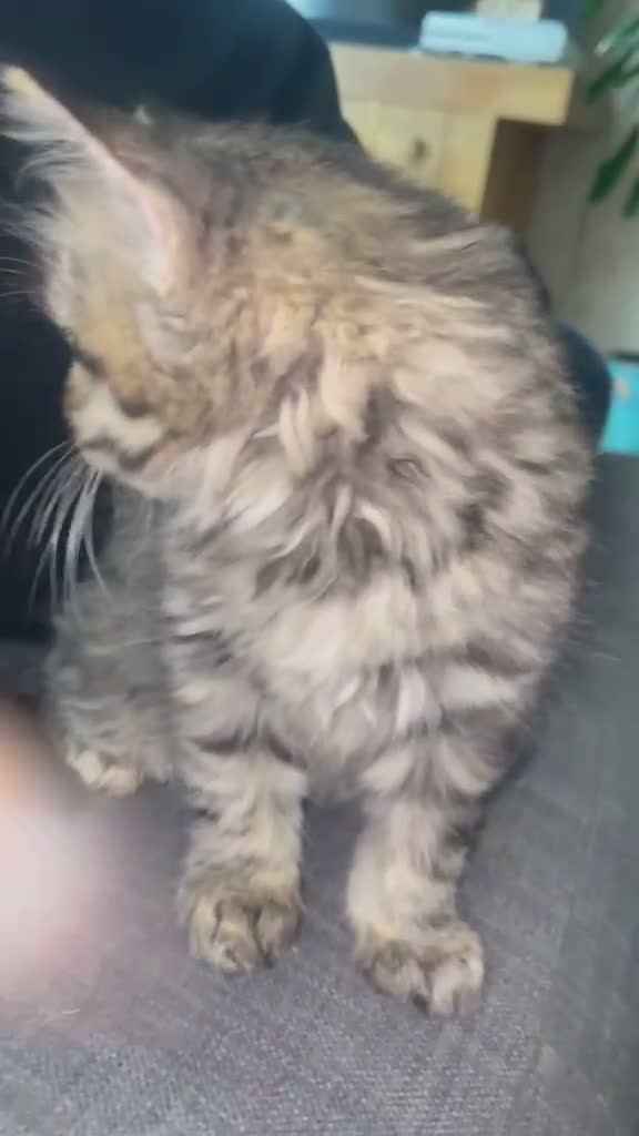 Persian cats for sale: Beautiful Persian X kittens for sale - Video 2