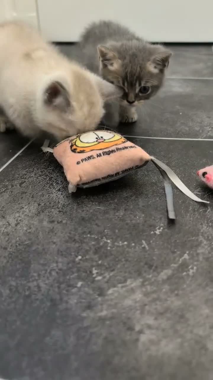 British Shorthair cats for sale: British Shorthair Kittens – Ready to Go Now in Renfrew - Video 3