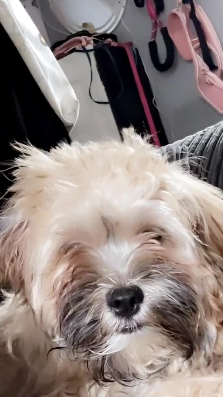 Shihpoo dogs for sale: Lovely shihpoo for rehoming - Video 2