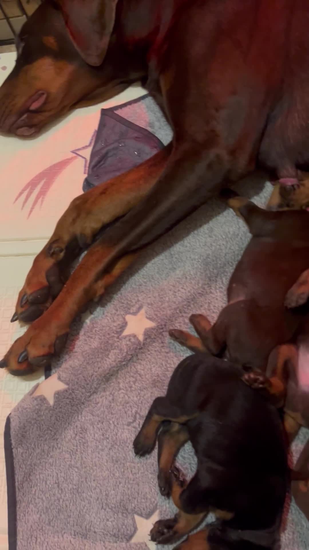 Dobermann dogs for sale: Dobermann puppies Champion bloodline, kc reg - Video 1
