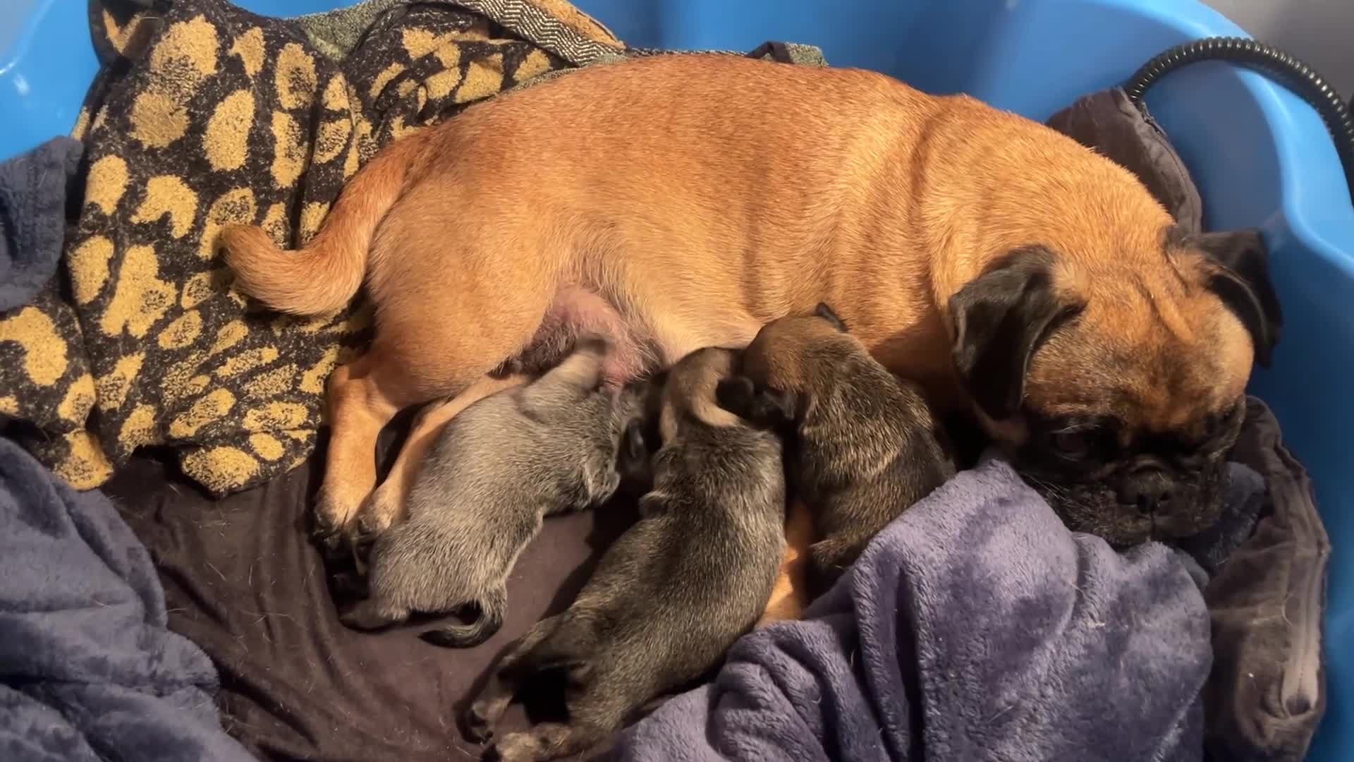 Pug dogs for sale: Adorable chunky pug puppies deposits taken now  - Video 1
