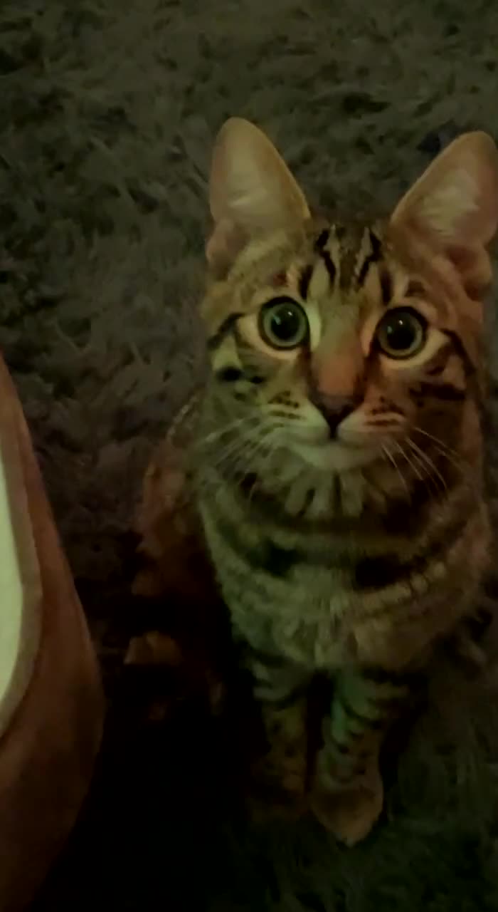 Bengal cats for sale: Beautiful Bengal Male Cat - Kairo  - Video 2