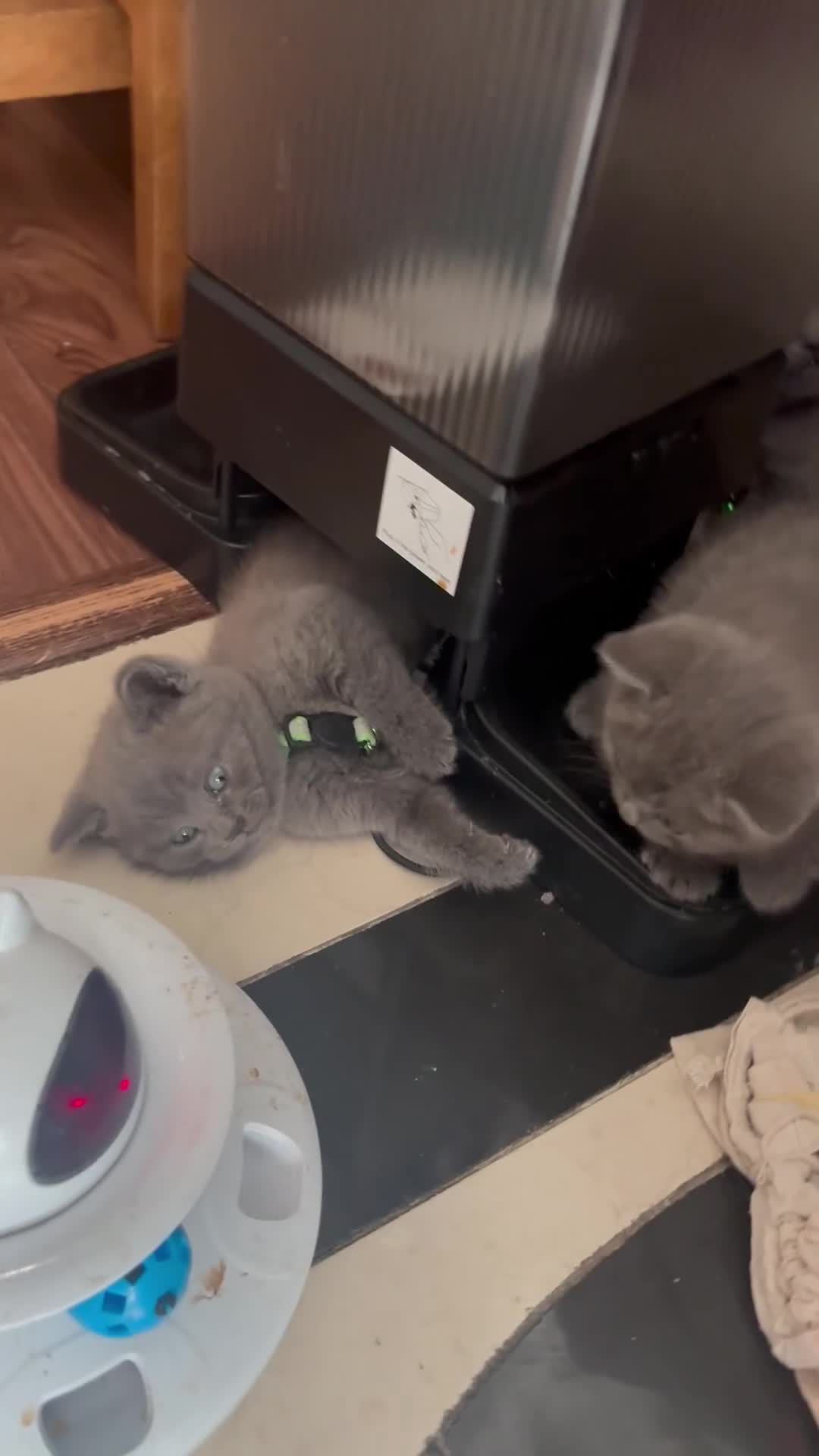 British Shorthair cats for sale: British Shorthair kittens  - Video 5