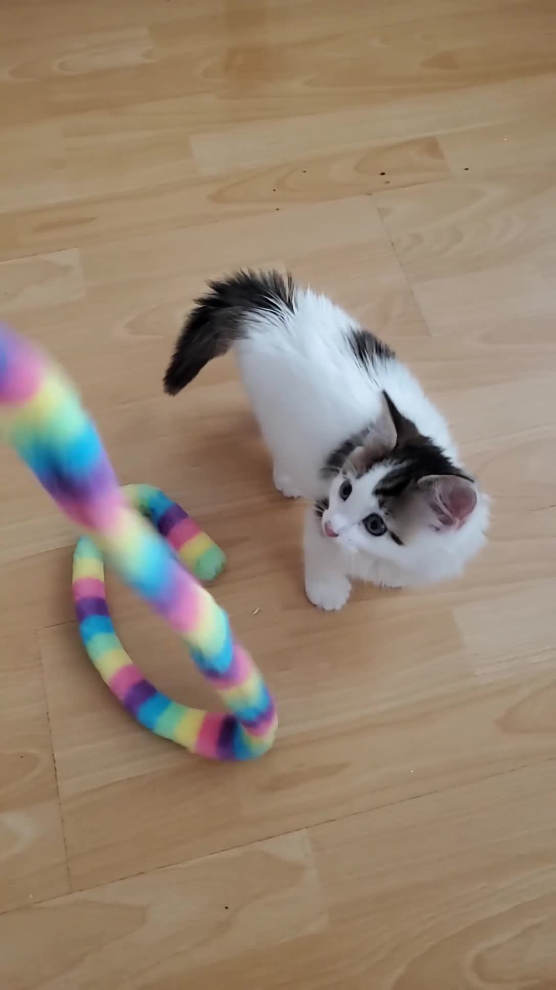 Mixed Breed cats for sale: 12-Week-Old Male Kitten looking for a Loving Home - Video 2