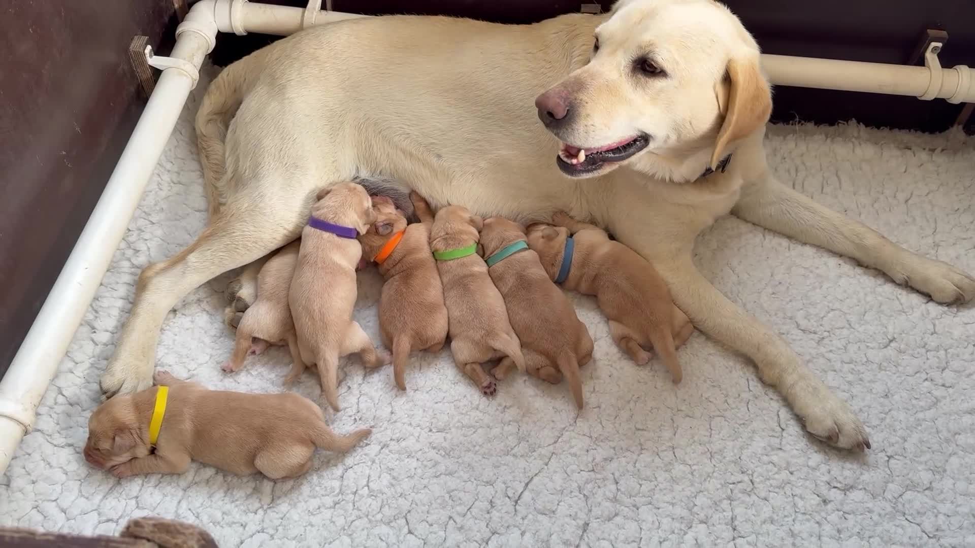 Labrador Retriever dogs for sale: K.C.Reg Superb Labrador Puppies - Video 2