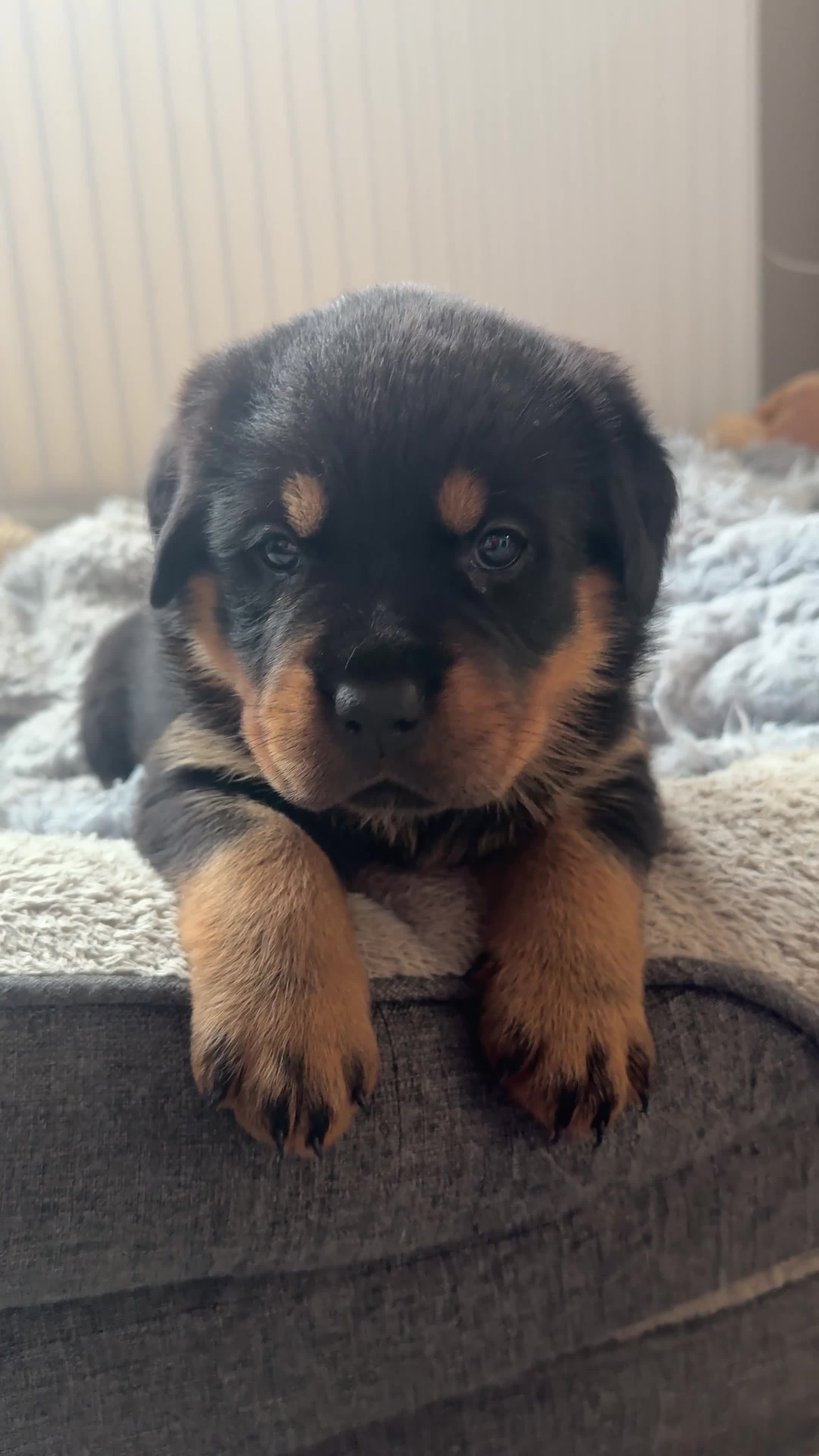 Rottweiler dogs for sale:     Gorgeous Chunky Rottweiler Puppies  - Video 3