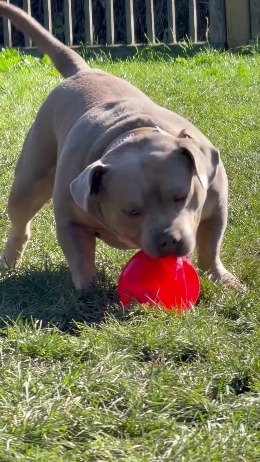 American Bully dogs for sale: Pocket Bully - Video 2