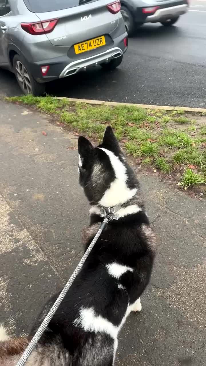 Siberian Husky dogs for sale: Siberian Husky - Male - Video 1