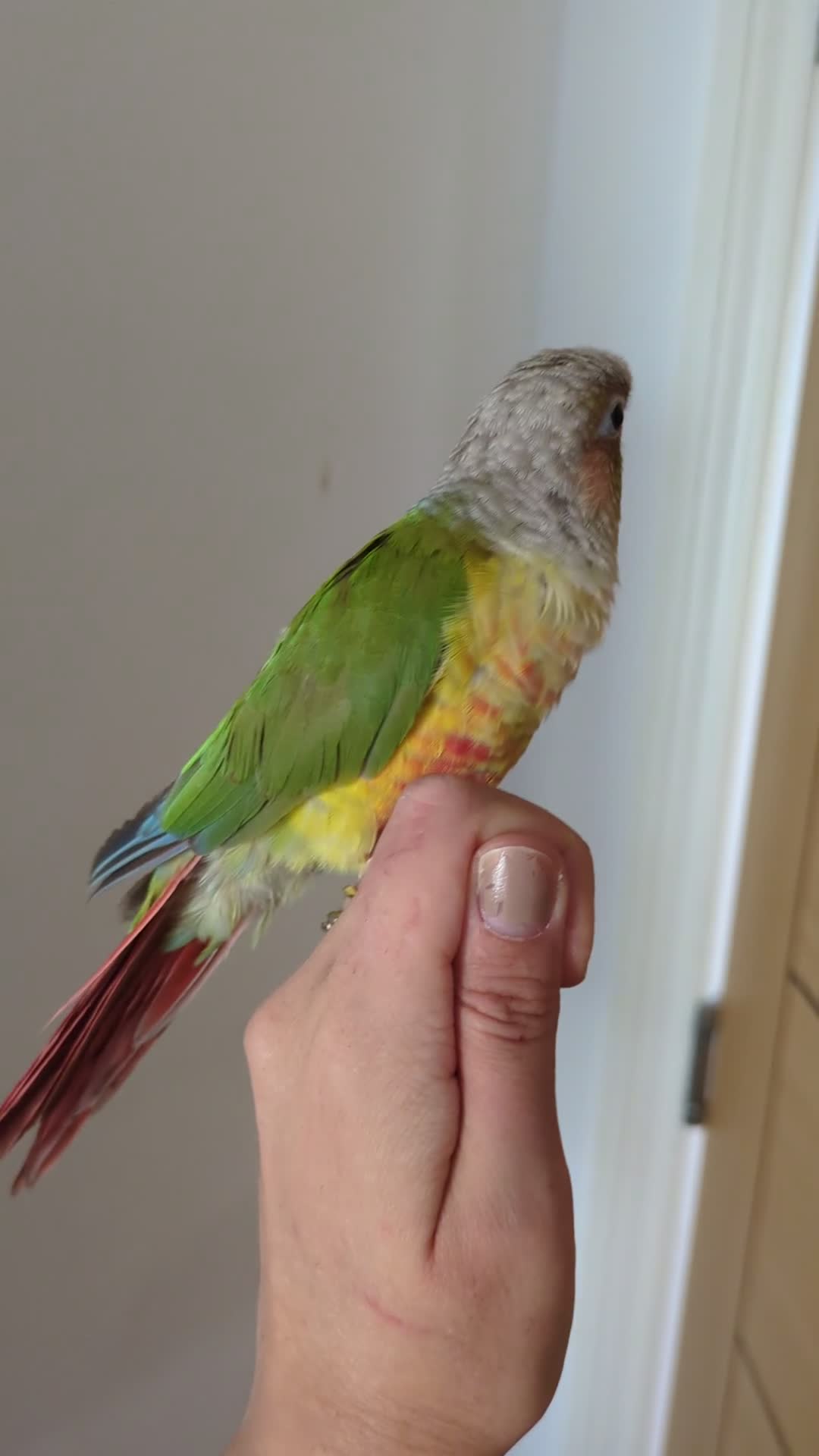 Conures birds for sale: 2 green cheek conures 1 pineapple and 1 cinnamon  - Video 1