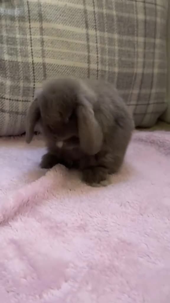 Mini Lop rabbits for sale: Mini lop bunnies  - Video 2