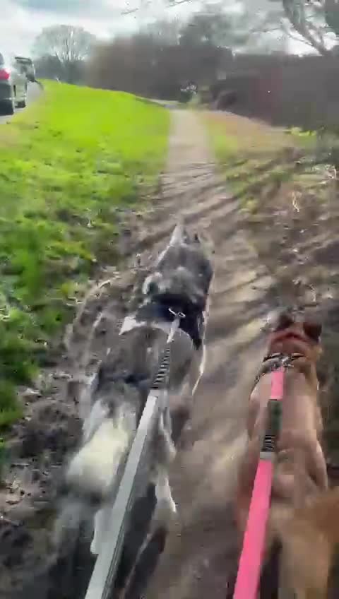 Mixed Breed dogs for adoption: Dakis - Video 1