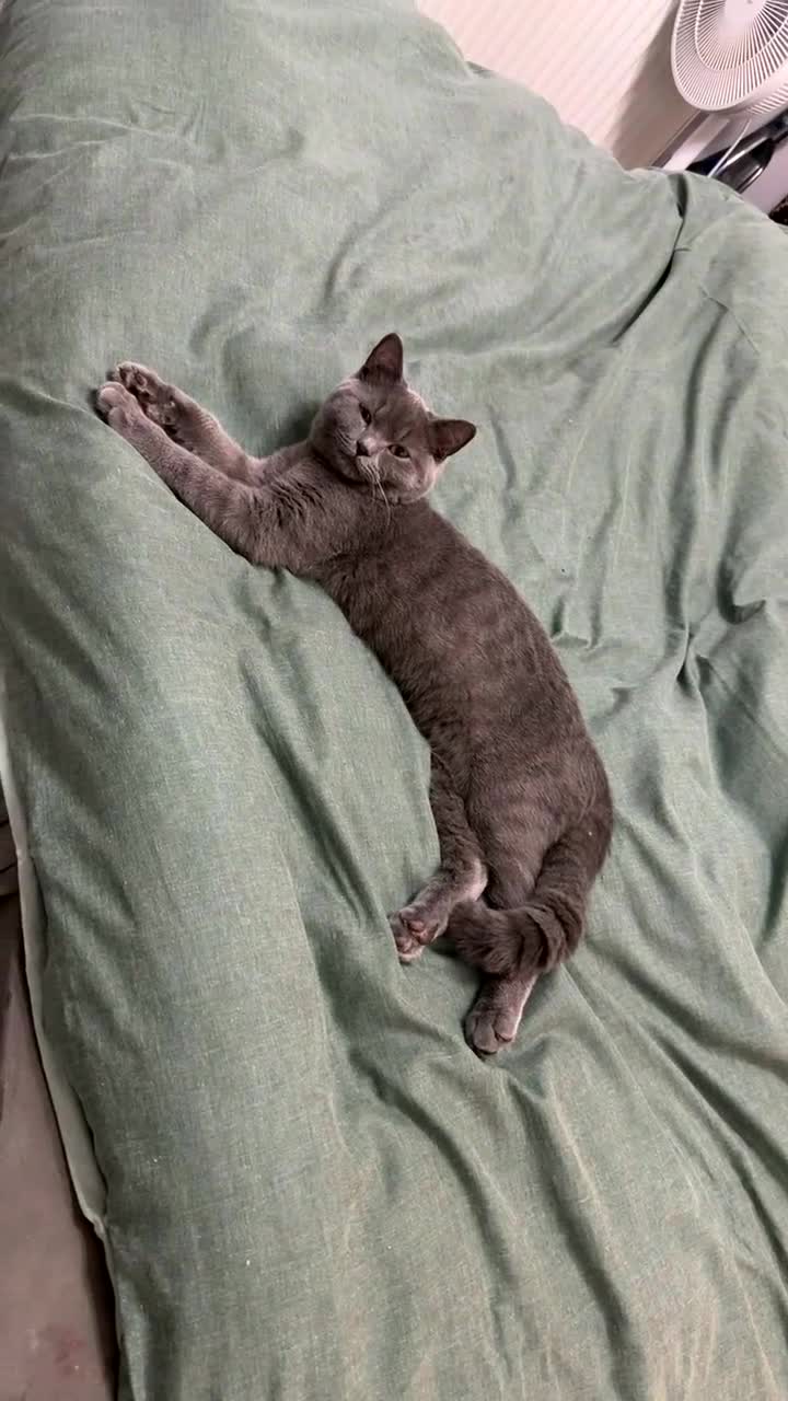 British Shorthair cats for sale: Beautiful British shorthair male  - Video 1