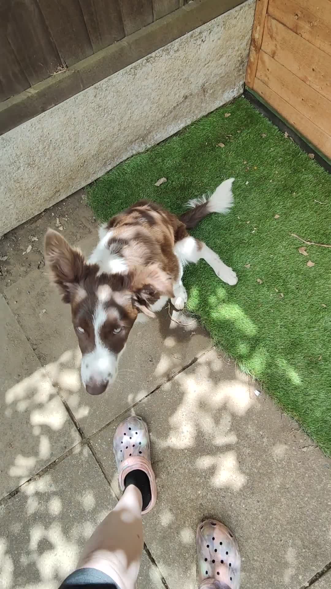 Border Collie dogs for sale: Freya  in Northampton - Video 2