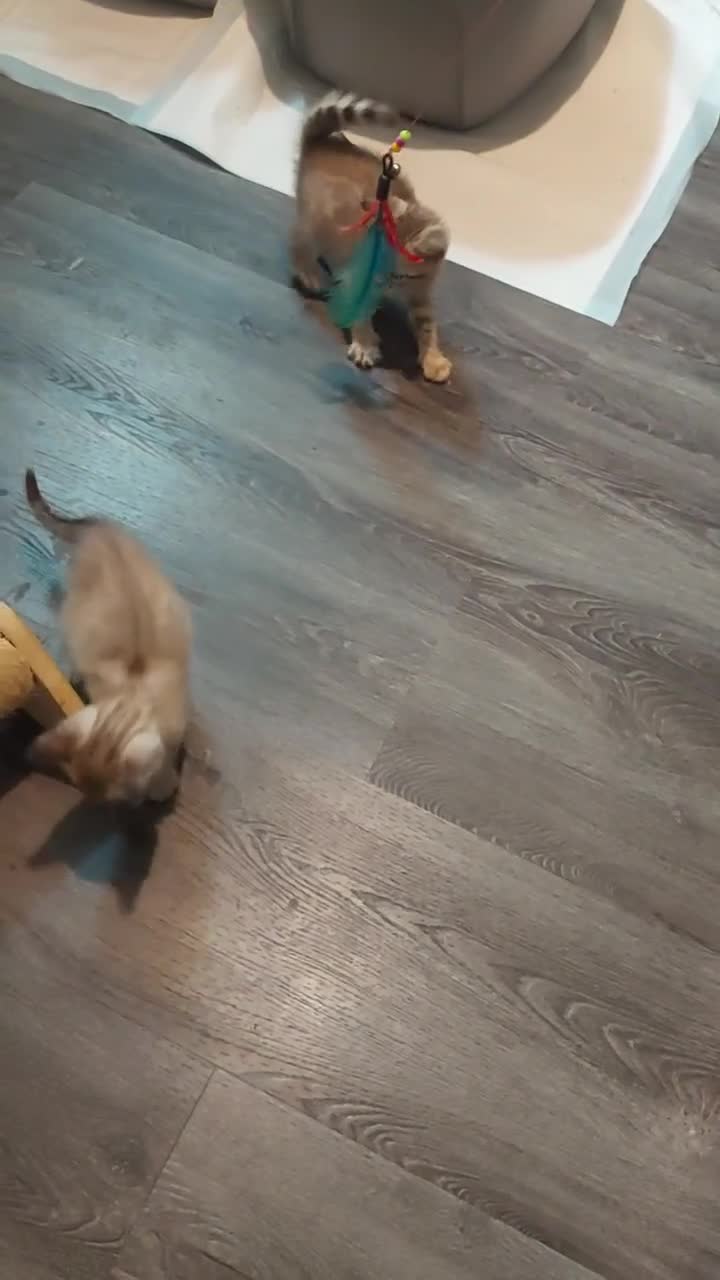 Bengal cats for sale: Snow Lynx Bengal Kittens - Video 3