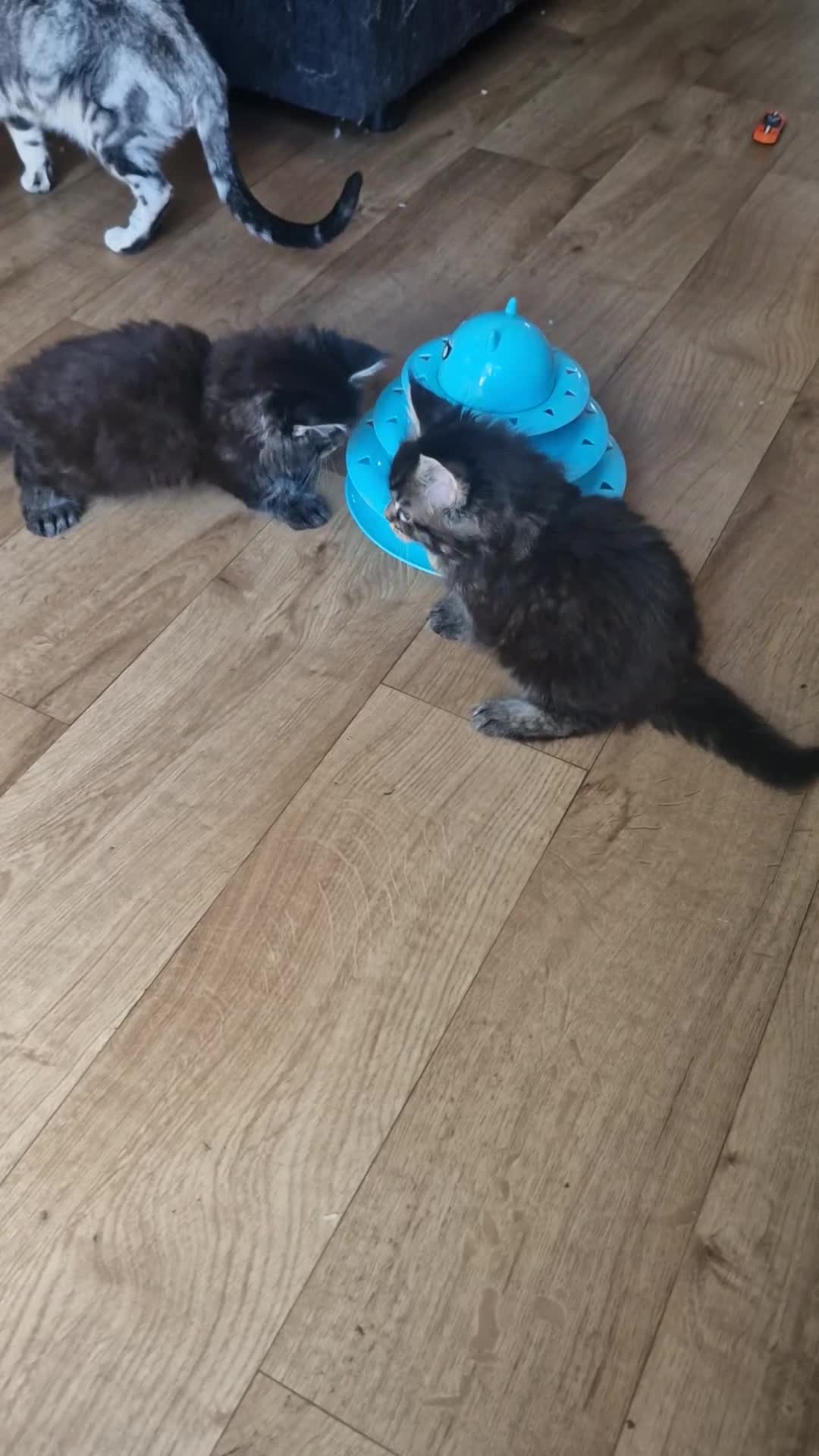 Maine Coon cats for sale: Gorgeous mainecoon kittens  in Hailsham - Video 1