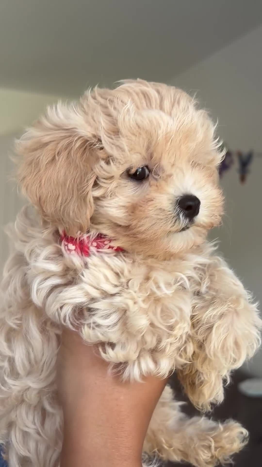 Maltipoo dogs for sale: F1 Maltipoo girl❤️ - Video 1