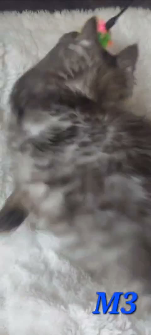 Maine Coon cats for sale: Beautiful large boys Russian Bloodline  - Video 2