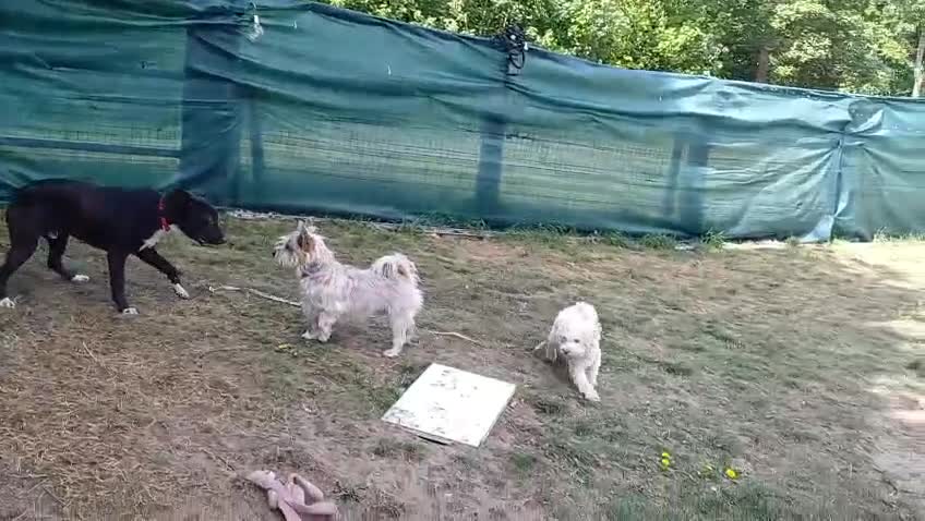 Yorkiepoo dogs for adoption: M.&K. - two inseparable friends for a Loving Home - Video 3