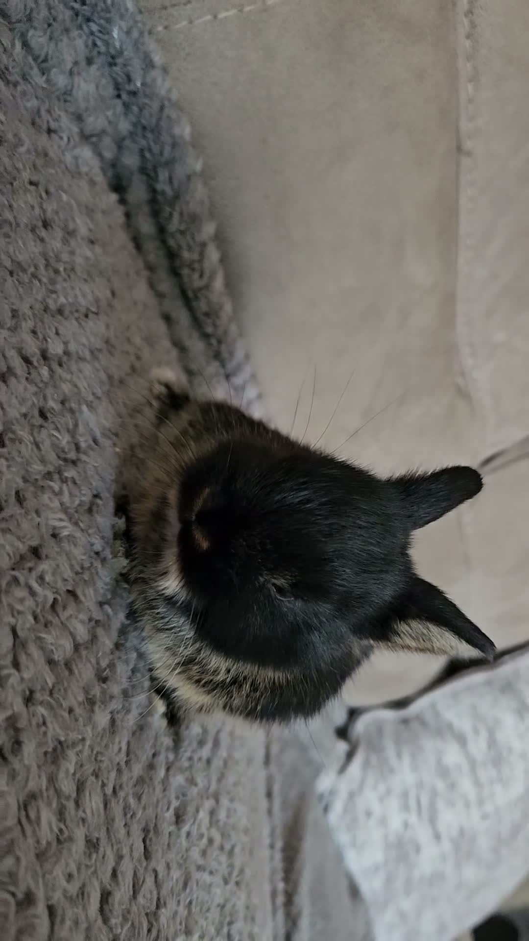 Netherland Dwarf rabbits for sale: Gorgeous tiny baby boy  - Video 1