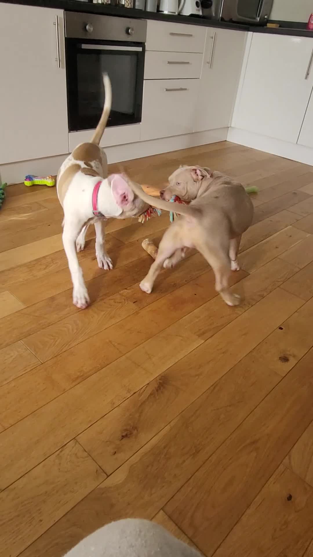 American Bulldog dogs for sale: American pocket bully  - Video 1