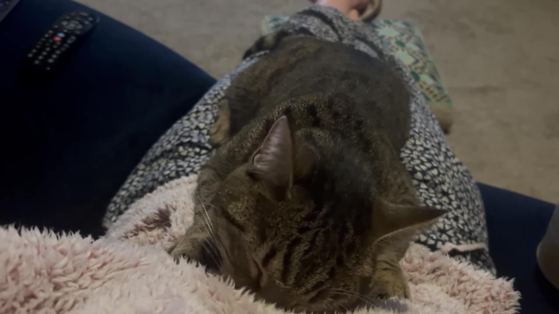 Mixed Breed cats for sale: Two short hair mixed breed cats  - Video 1