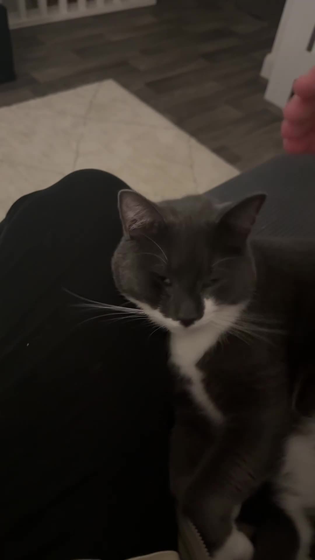 Domestic Shorthair cats for sale: Looking for a forever home for Mico🤍 - Video 1