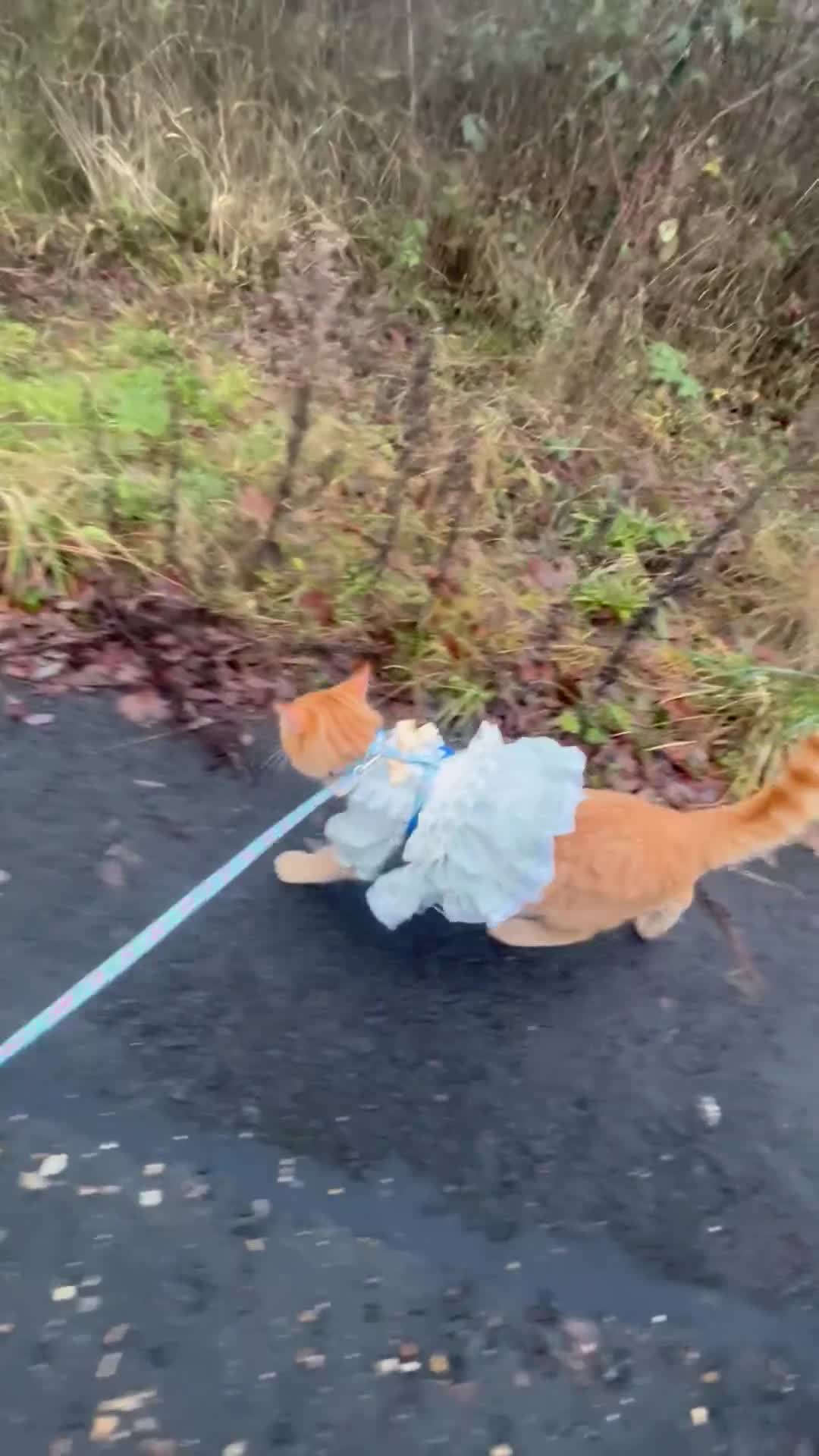 Domestic Shorthair cats for sale: 11 month old cat ginger cat  - Video 2