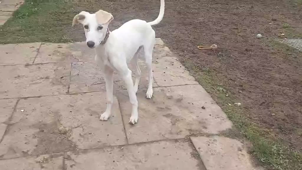 Saluki dogs for sale: 3/4 Saluki bitch pup, fantastic linage  - Video 1