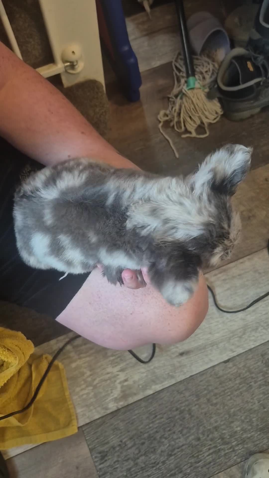 French Bulldog dogs for sale: Fluffy french bulldog puppies - Video 3