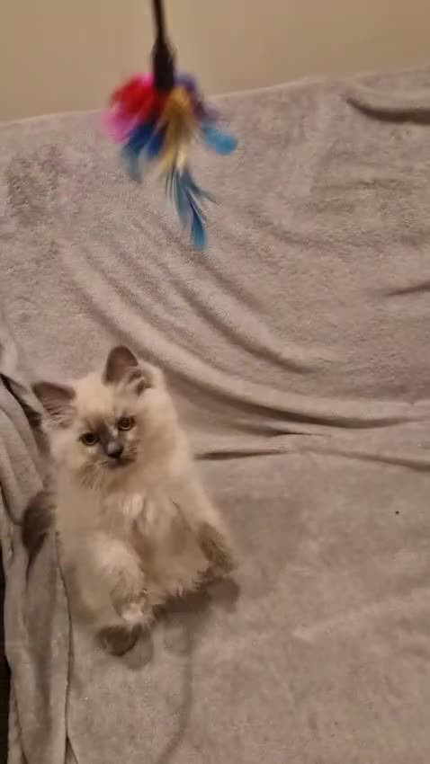 Ragdoll cats for sale: Last one beautiful ragdoll kitten - Video 1